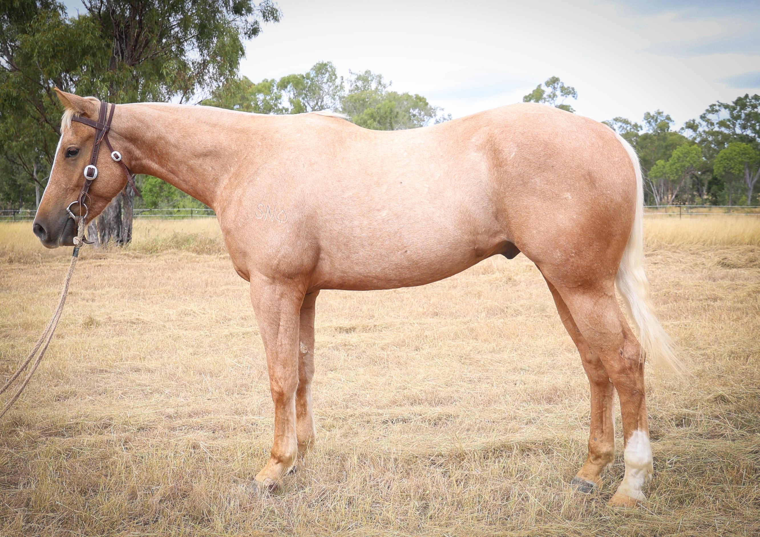 nutrien-live-catalogue-lot