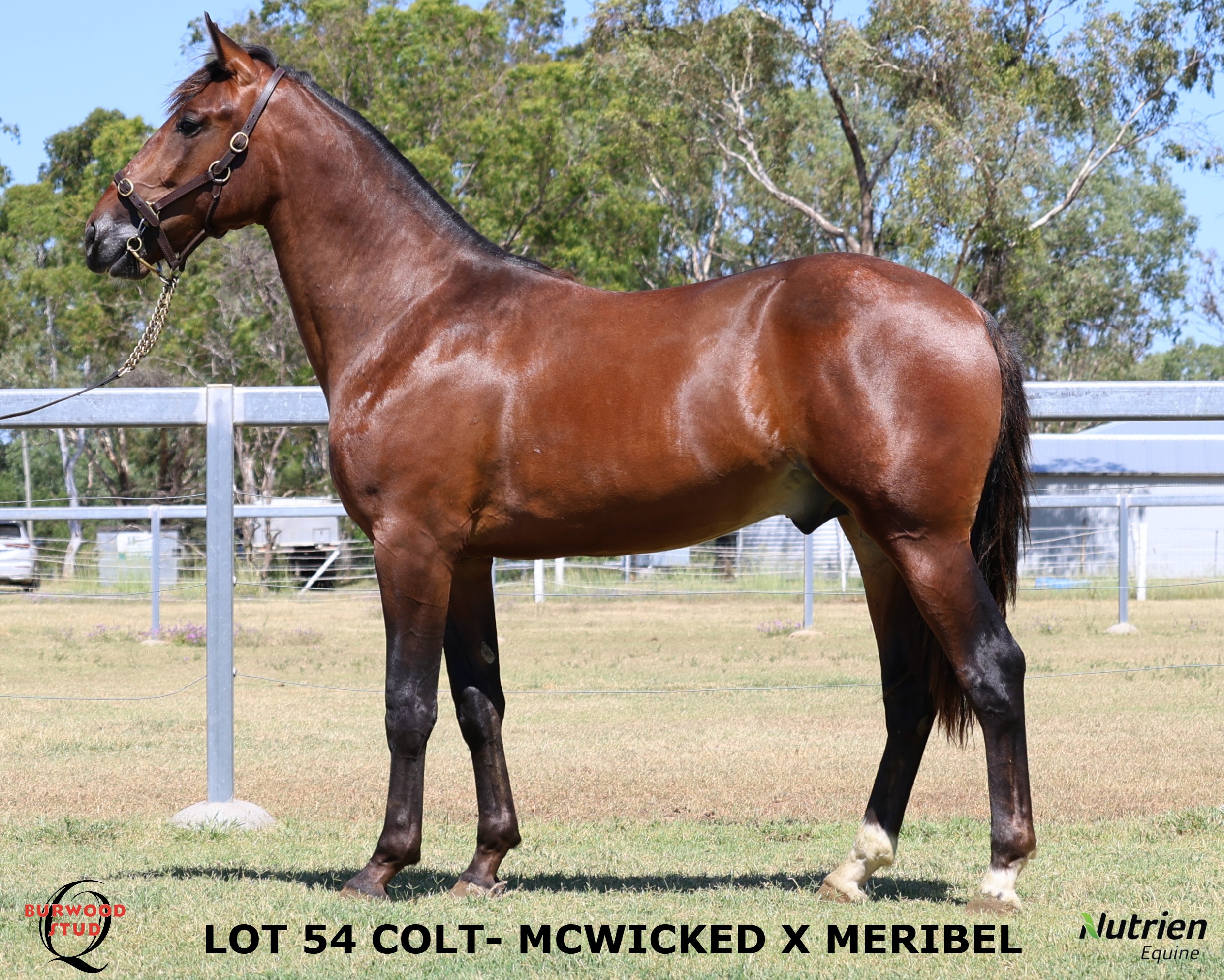 Nutrien Live - Catalogue Lot