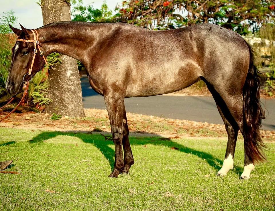 Nutrien Live Catalogue Lot