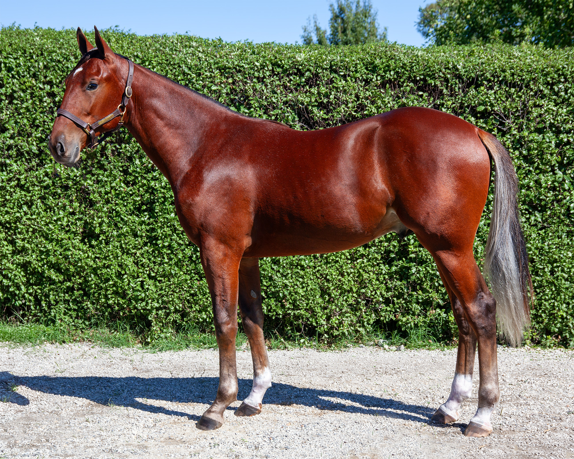 Nutrien Live - Catalogue Lot